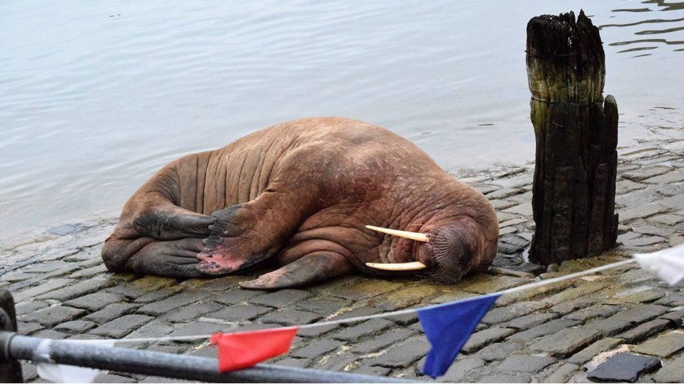 Walrus sleeping on slipway
