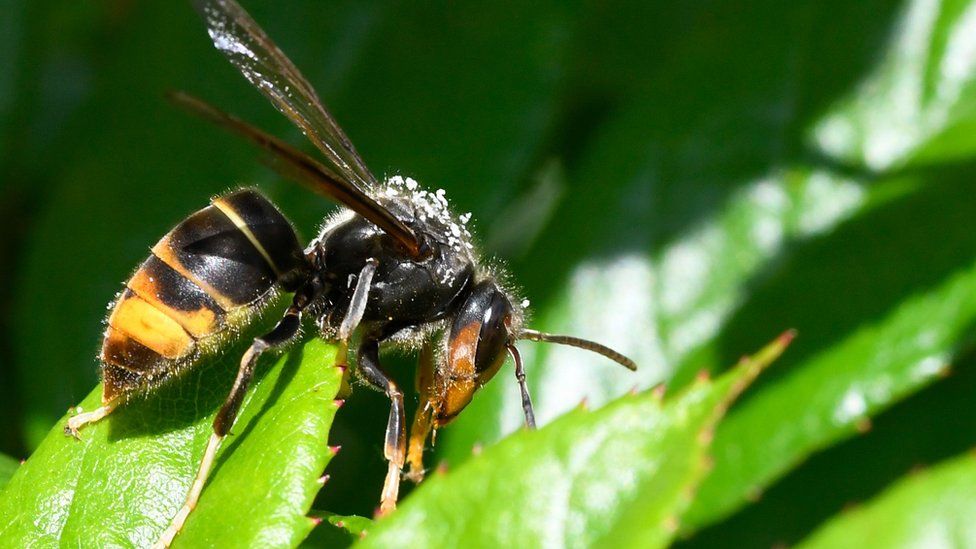 UK Set To Be Invaded By 'killer' Asian Hornets - BBC Newsround