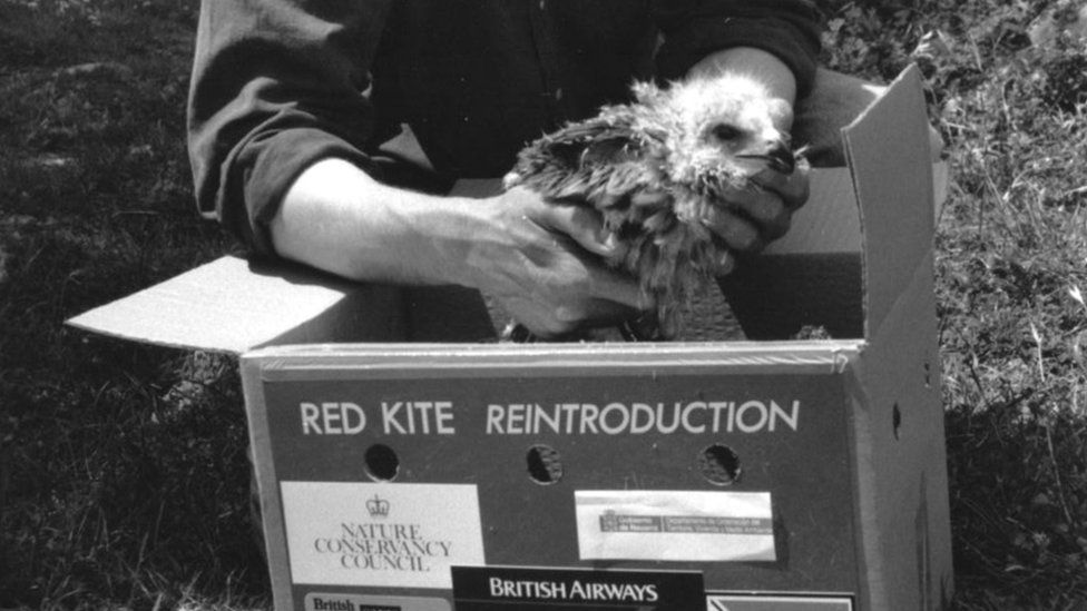 Red kite in a box