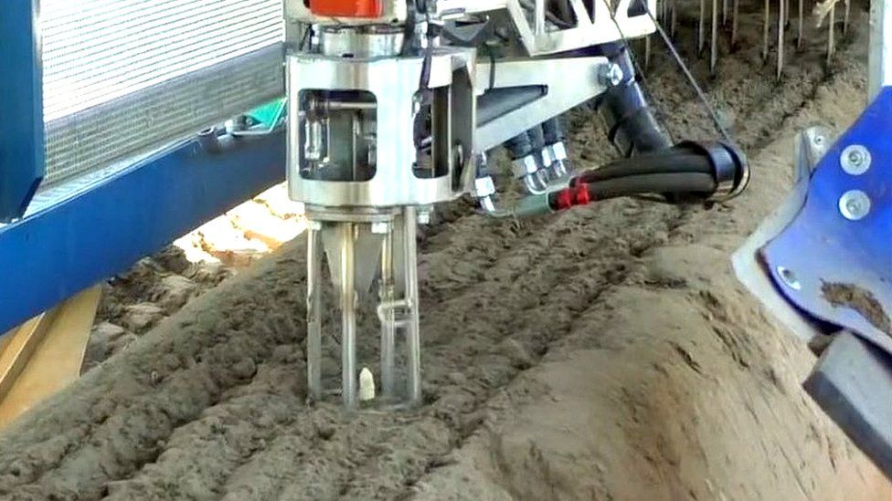 Robot probe plucking asparagus spear from soil