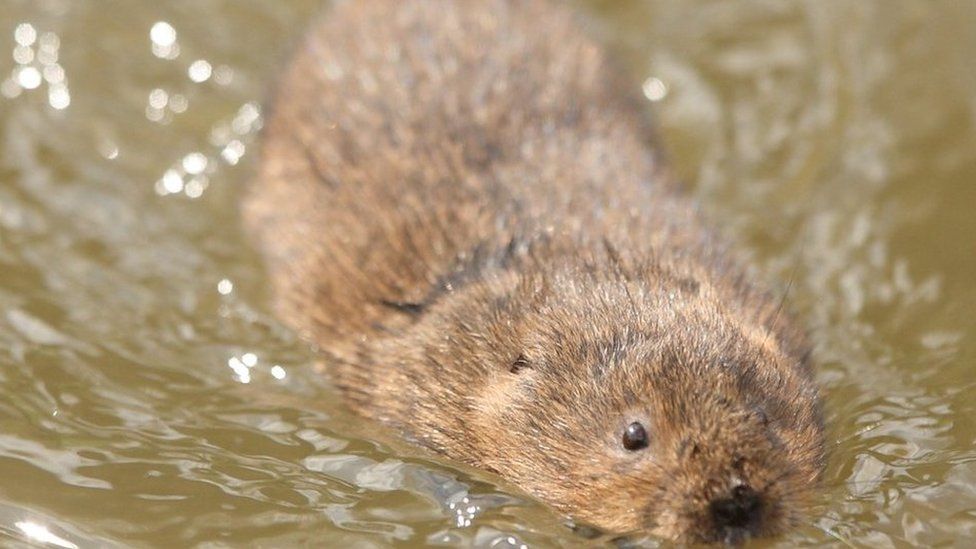 Water vole swimming