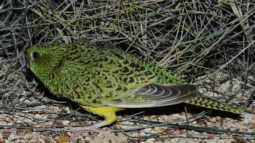 A night parrot discovered in Queensland