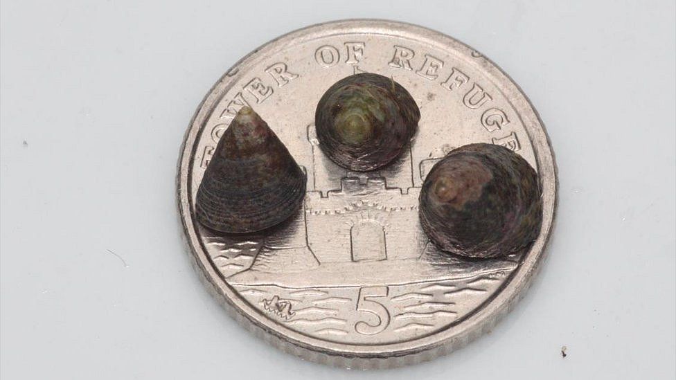 Snails on a 5p piece