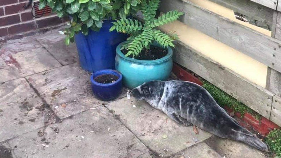 The seal, next to several plant pots