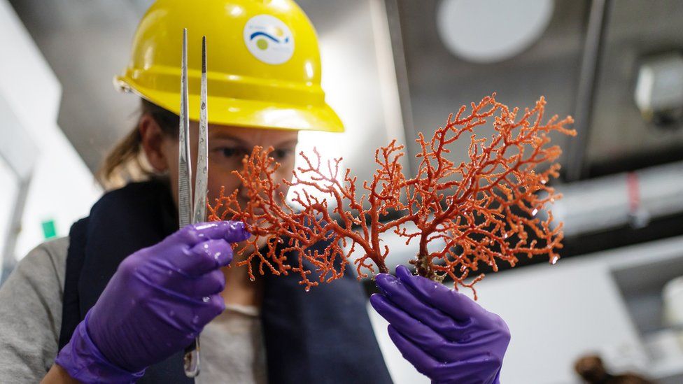 Amazing discoveries at Australian coral reef - BBC Newsround
