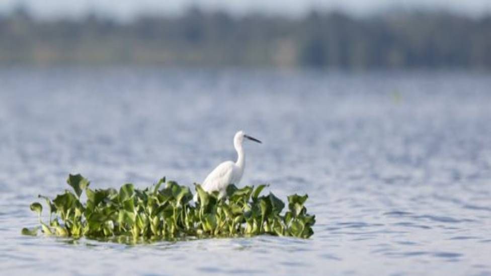 A little egret in the water on a tuft of a water plant