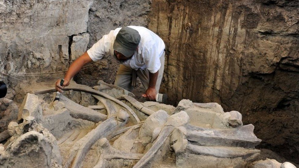Fossilized bones of a mammoth at the excavation site in Tultepec, Mexico, May 17, 2016