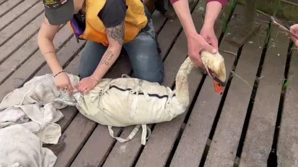 Injured swan