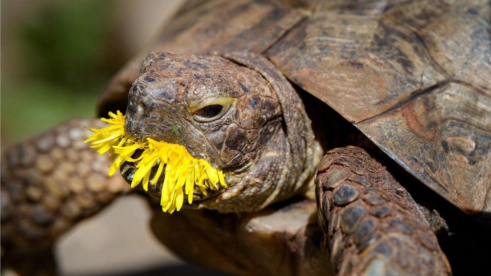 Tortoise eating a dandelion