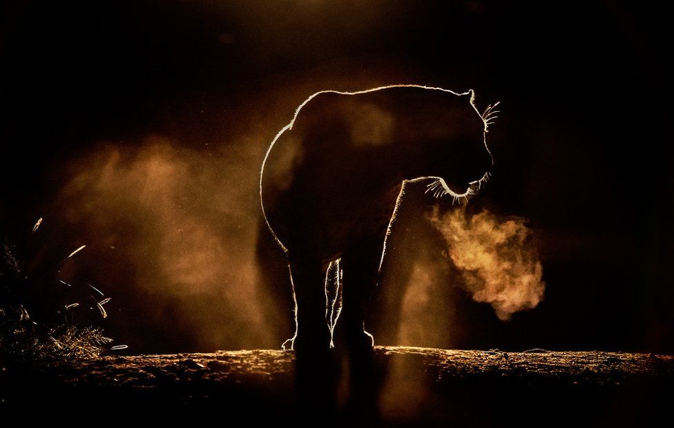 silhouette photography animals