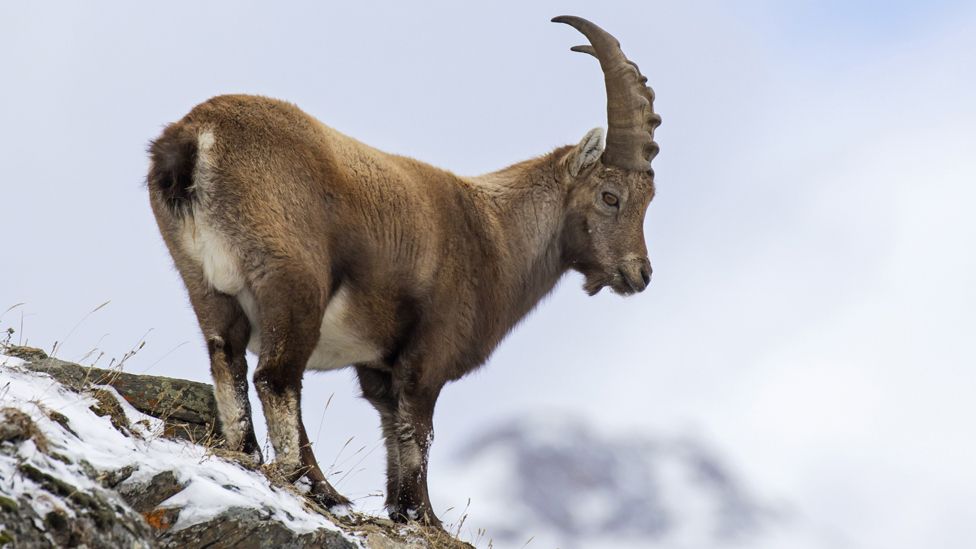 Alpine ibex in Italy, file pic, 7 Dec 2018