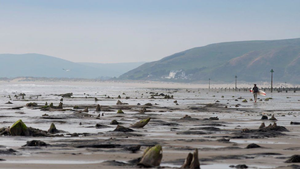 The exposed petrified forest in Borth