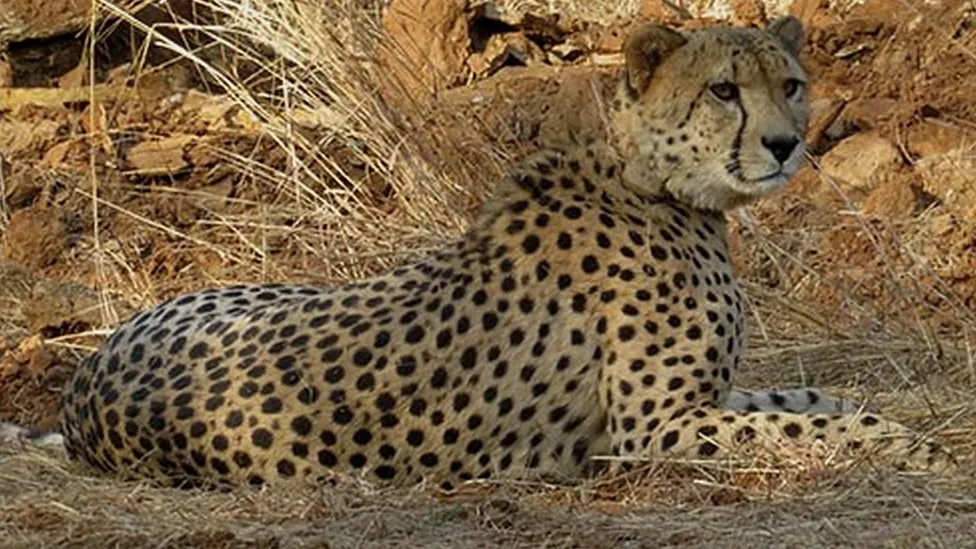 Kuno cheetah deaths: Could radio collars be killing the big cats in India?