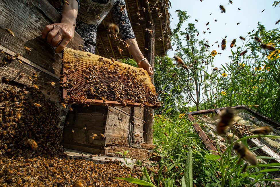 A beekeeper holds a honeycomb tray from a hive