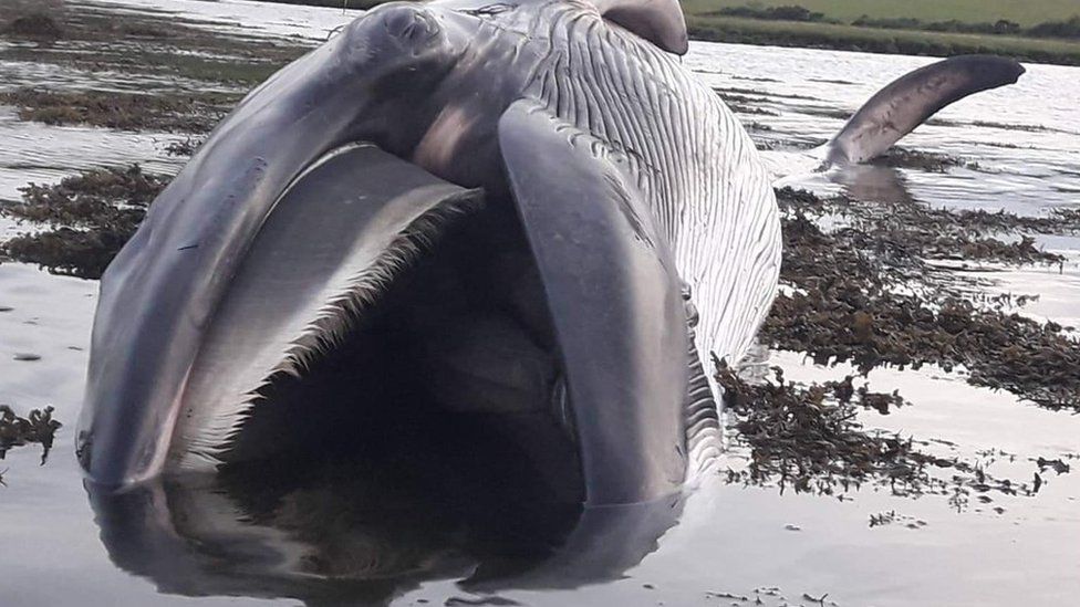 dead whale washes up