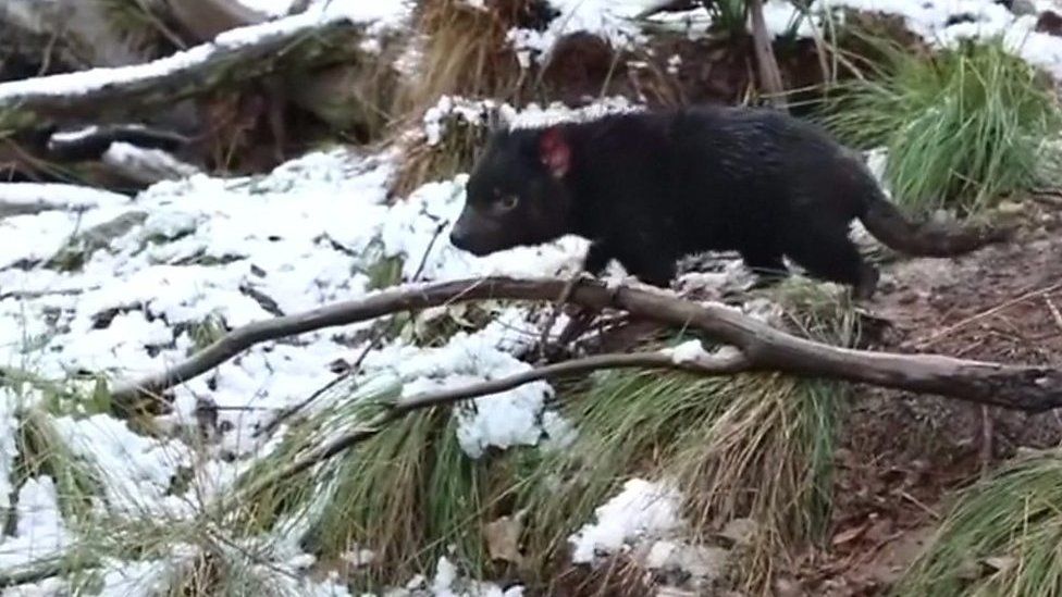 Tasmanian devil in the snow