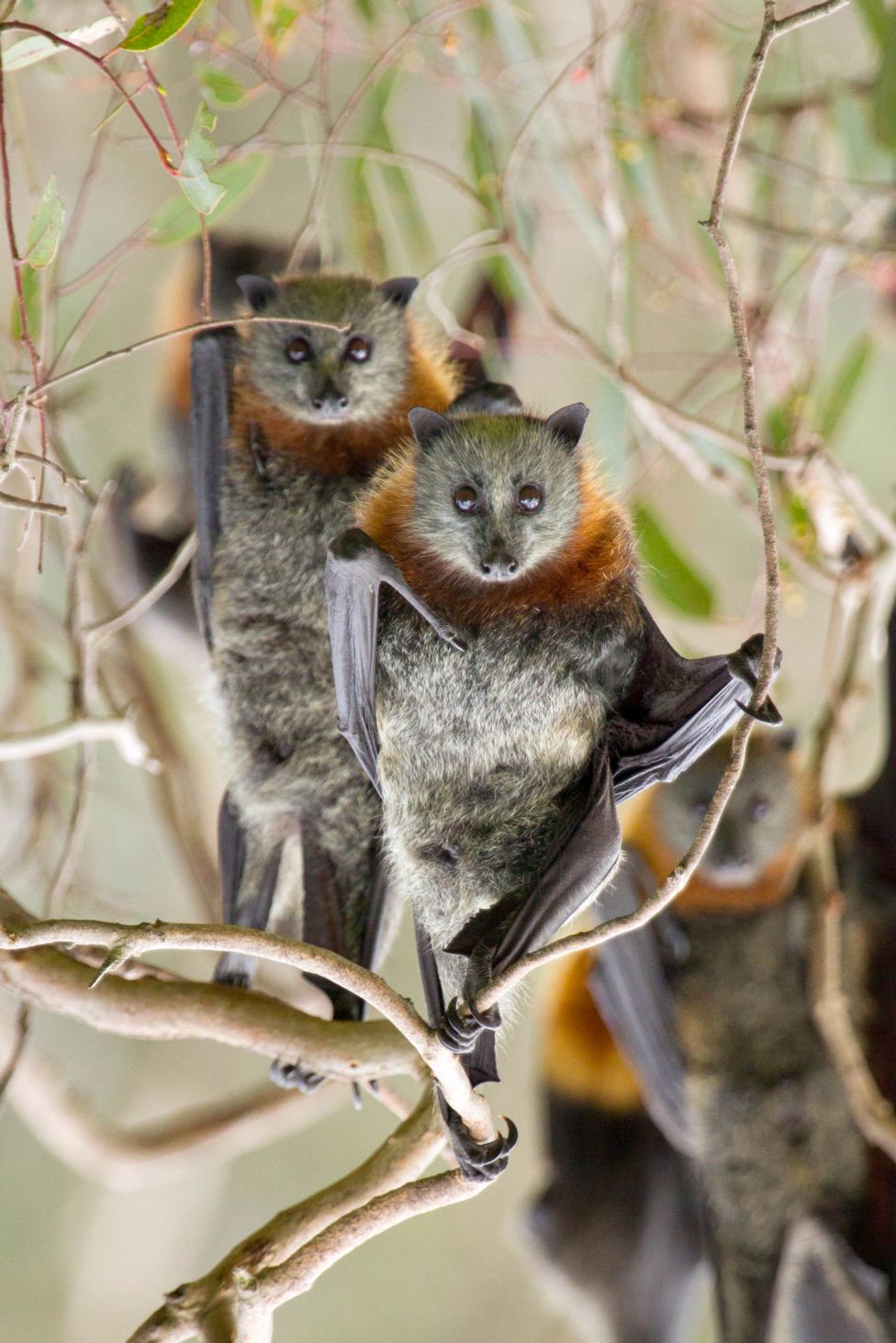 This is what happens when you turn bats upside down BBC Newsround