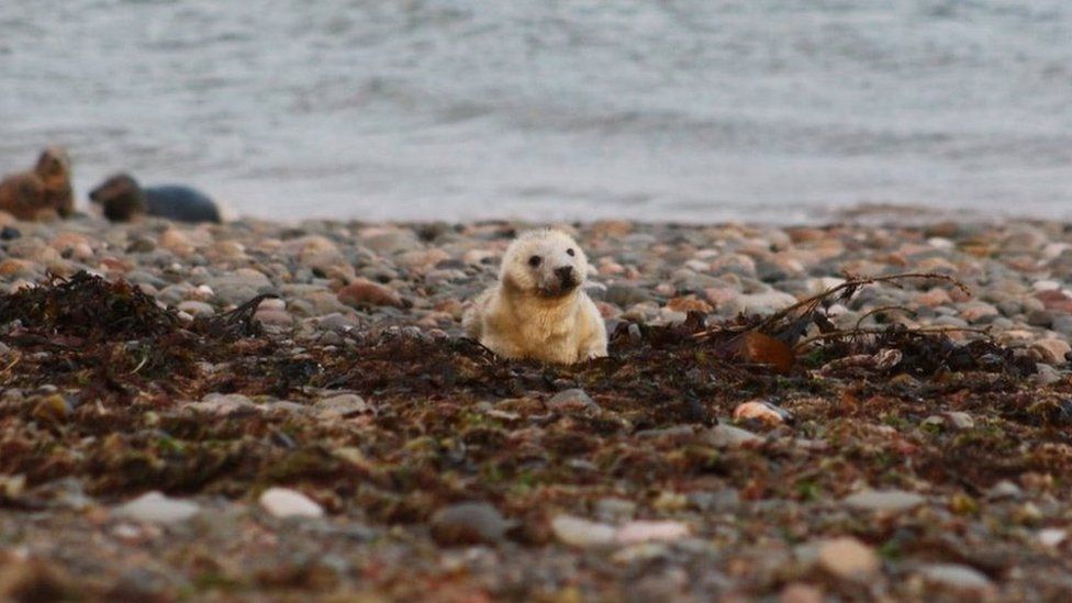 Seal pup