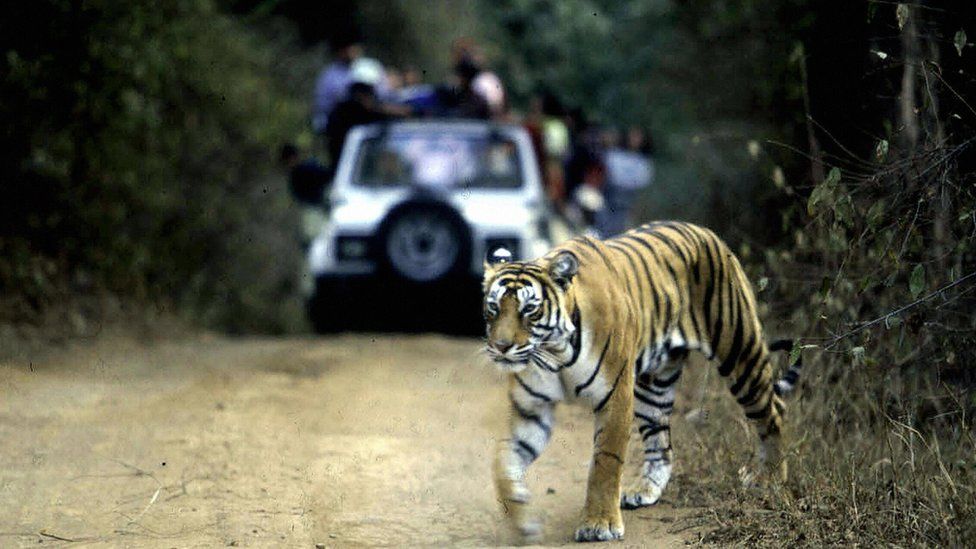 In this picture taken 22 January 2002, a tiger crosses the road in Ranthambore National Park in India's northwestern Rajasthan state