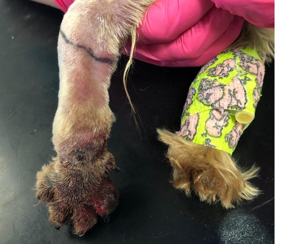 what a snake bite looks like on a dog