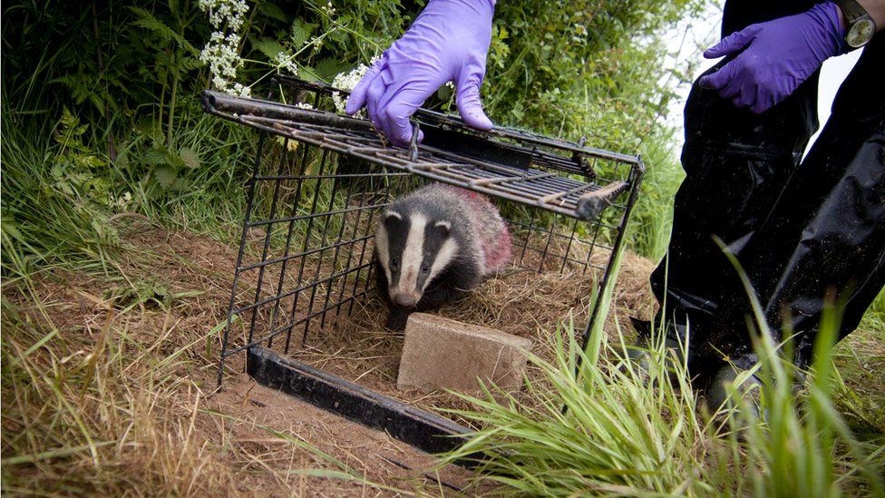 Badger leaving trap