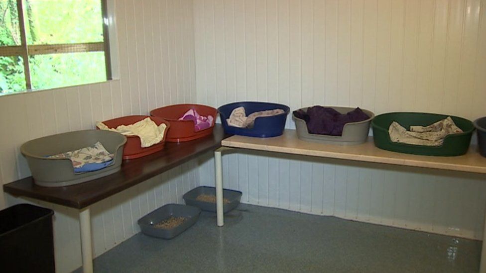 Ty Nant cat sanctuary in Cymmer 'devastated' by burglary BBC News