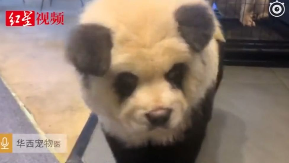 A 'panda' dog in a Chinese pet cafe