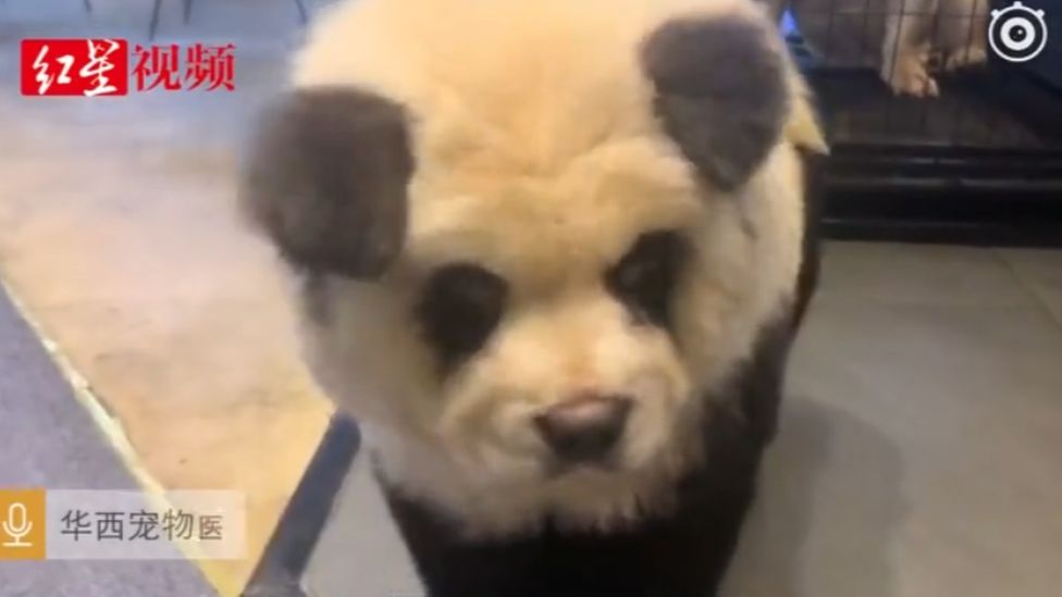 China 2024 panda dog