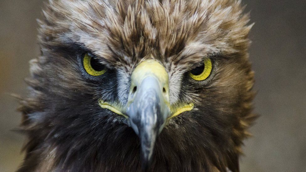 More eagles nesting on grouse estates, say gamekeepers - BBC News