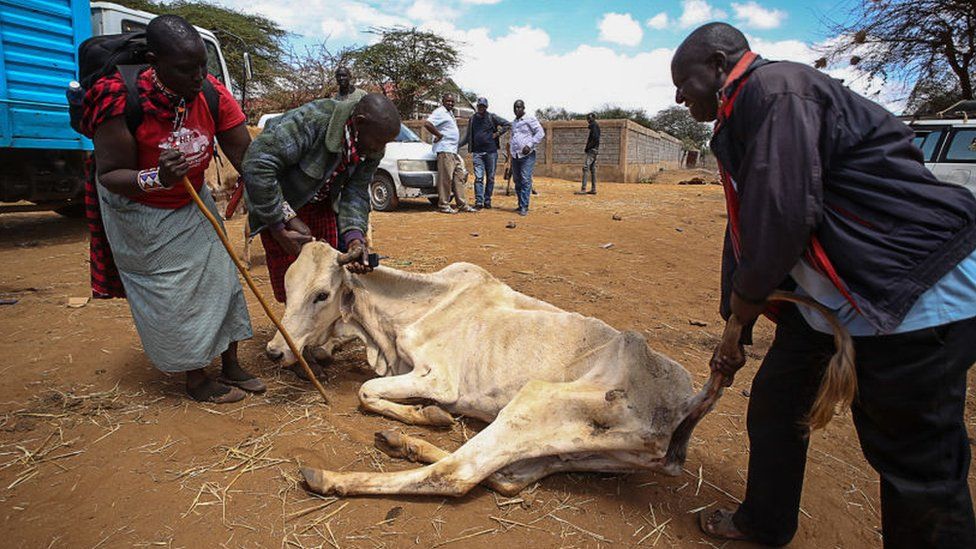 Kenyan herders from the Maasai pastoralist community try to lift up a weak and emaciated cow