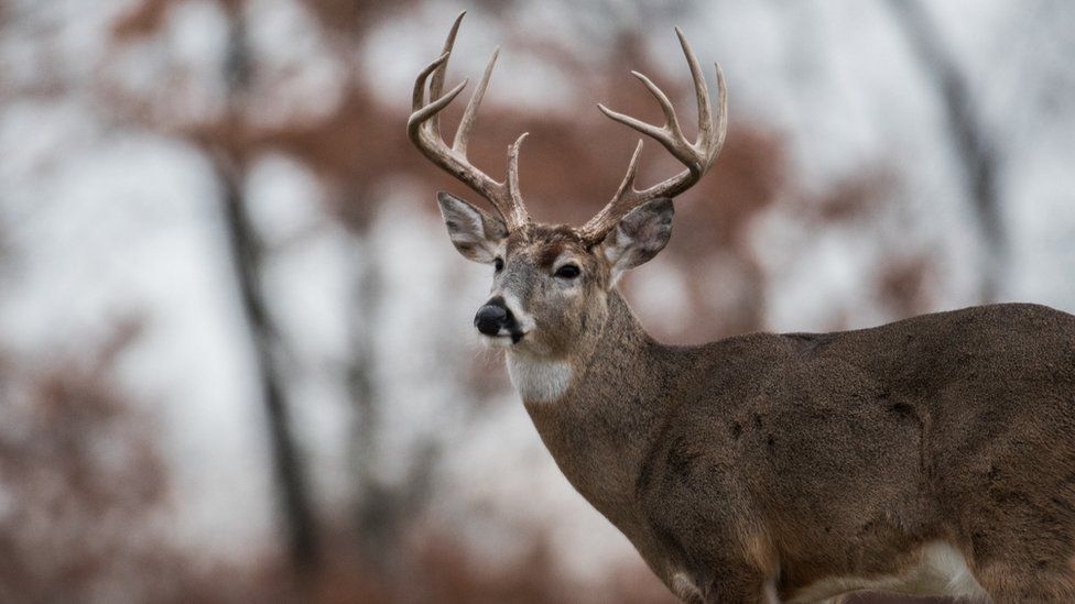 Stock image of a whitetailed deer buck in the US