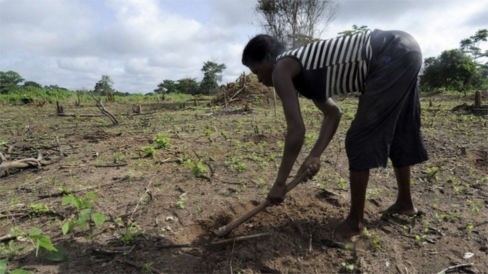 On Africa's farms, the forecast calls for adaptation and innovation