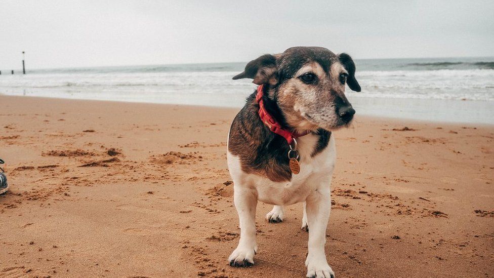 dog standing on sandy beach