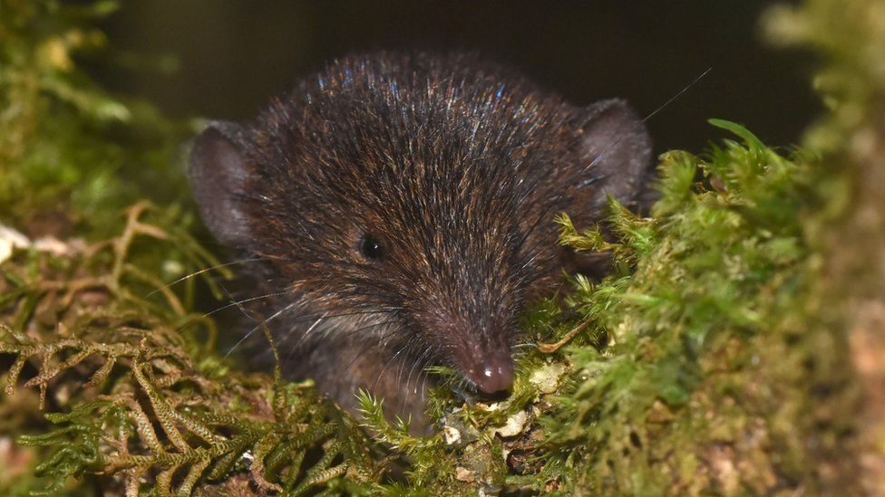 Picture of the Madagascan shrew which could be threatened by the poisonous toad