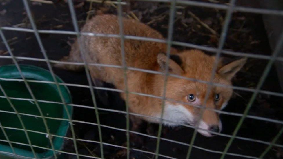 Tame foxes stolen from Knutsford animal hospital - BBC News Tame foxes stolen from Knutsford animal hospital - BBC News