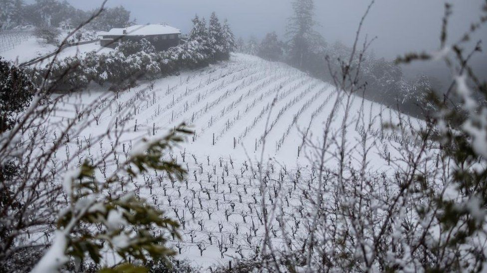 Snow covered vineyards in northern California