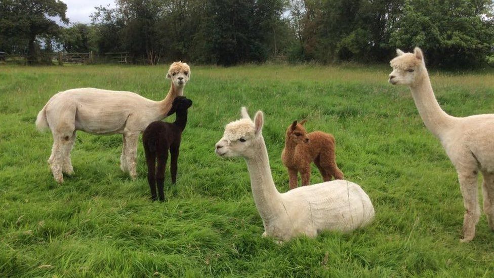 Some of the herd at Langley Alpacas
