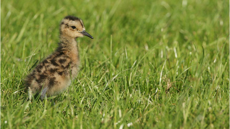 Curlew chick