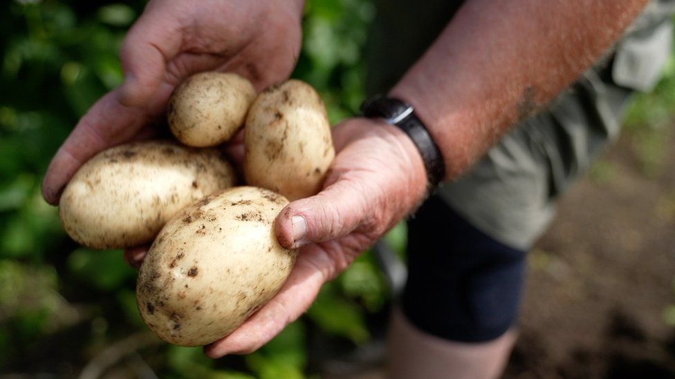 A man holding potatoes