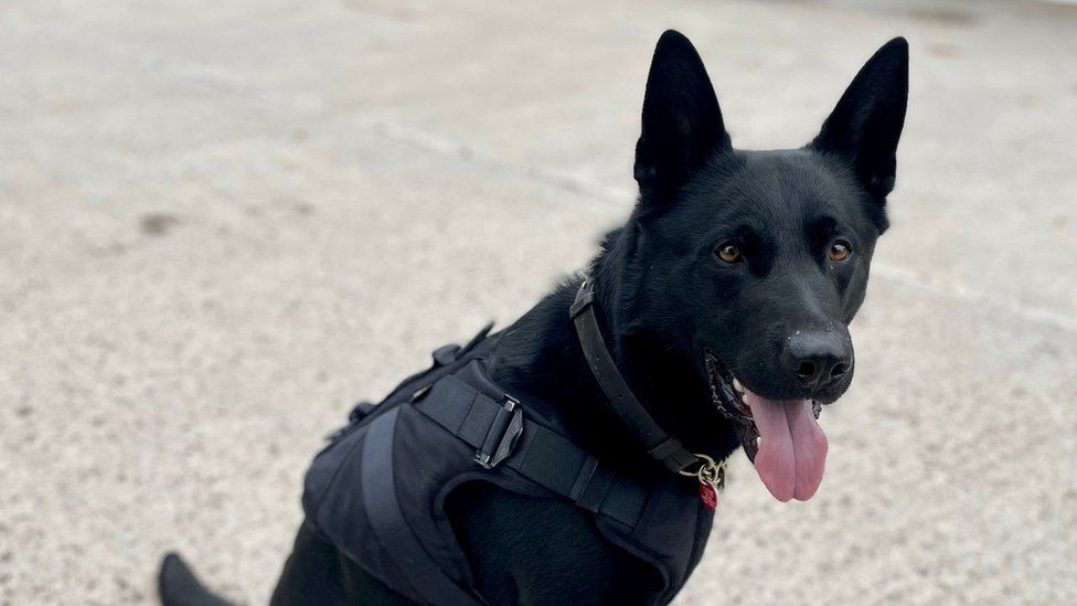 Police vest clearance for dogs