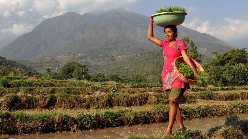 An Indian woman carries paddy seedlings for planting in a field at Tang village in Nagrota Bagwan near Dharamsala, India