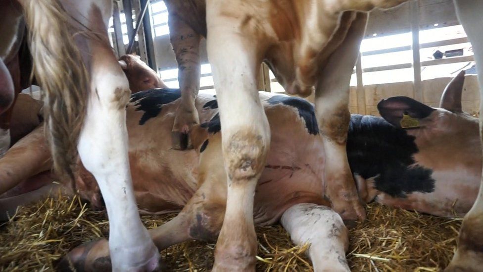 A bull lying exhausted while other cattle stand on it