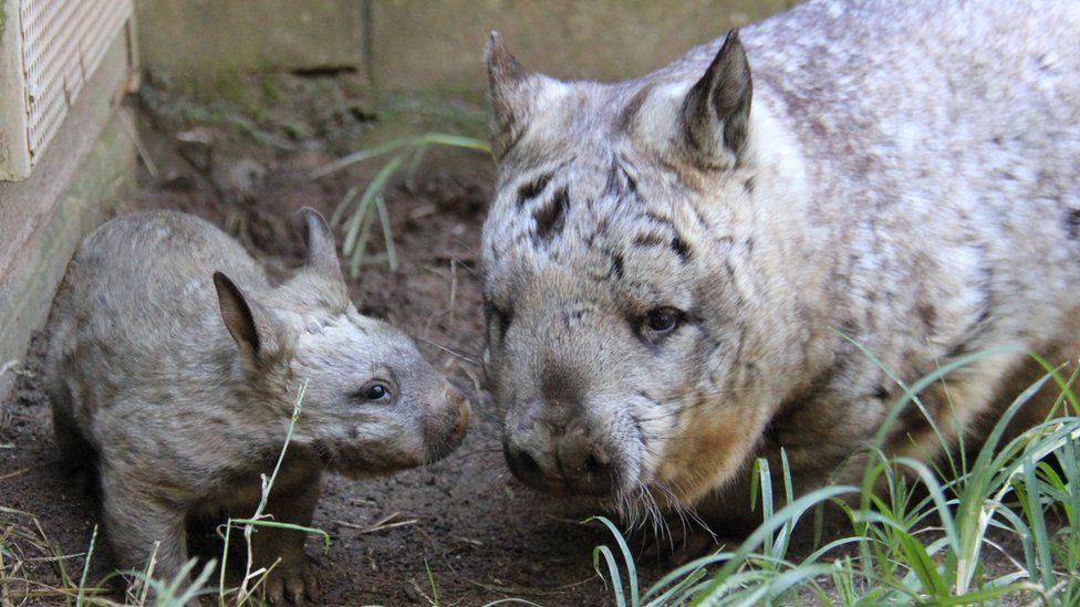 A joey and adult southern hairy-nosed wombat at Taronga Zoo in Sydney