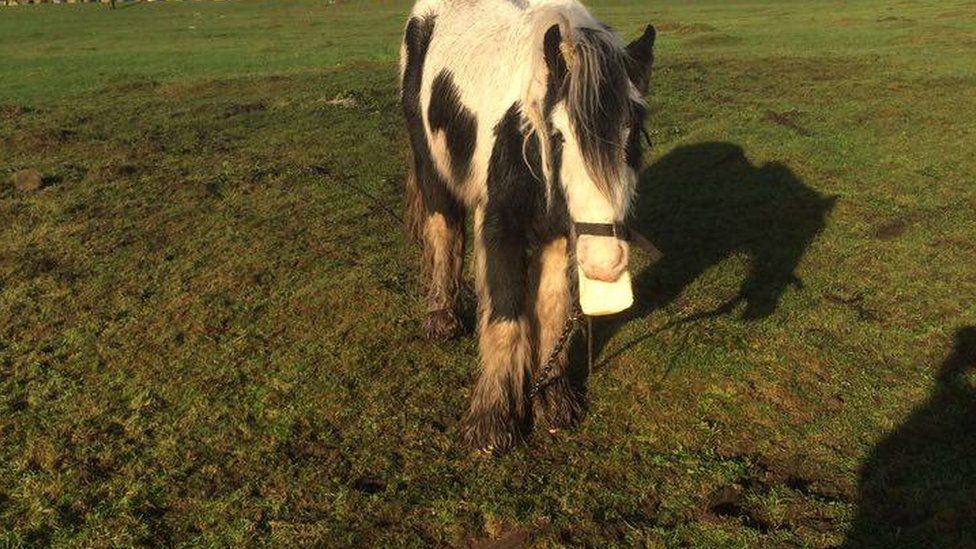 Tethered horse