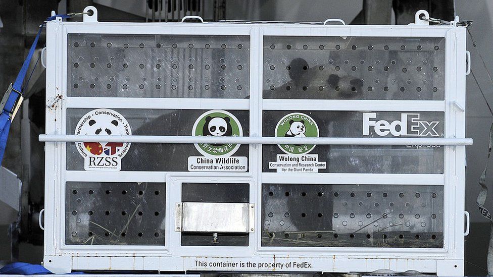 Workers unload travel crates containing giant panda Yang Guang (sunshine) from a plane at the airport in Edinburgh on December 4, 2011
