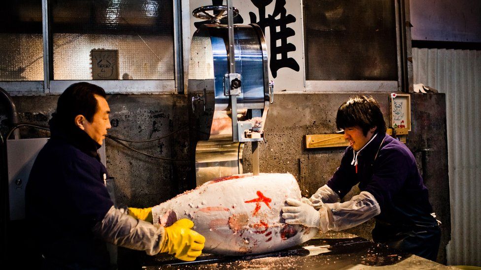 Workers cut a large frozen tuna