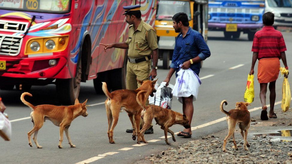 Dogs on a busy street in Kerala