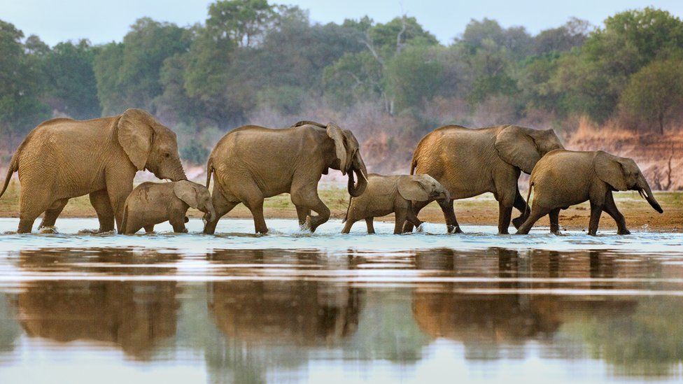 File photo of elephants