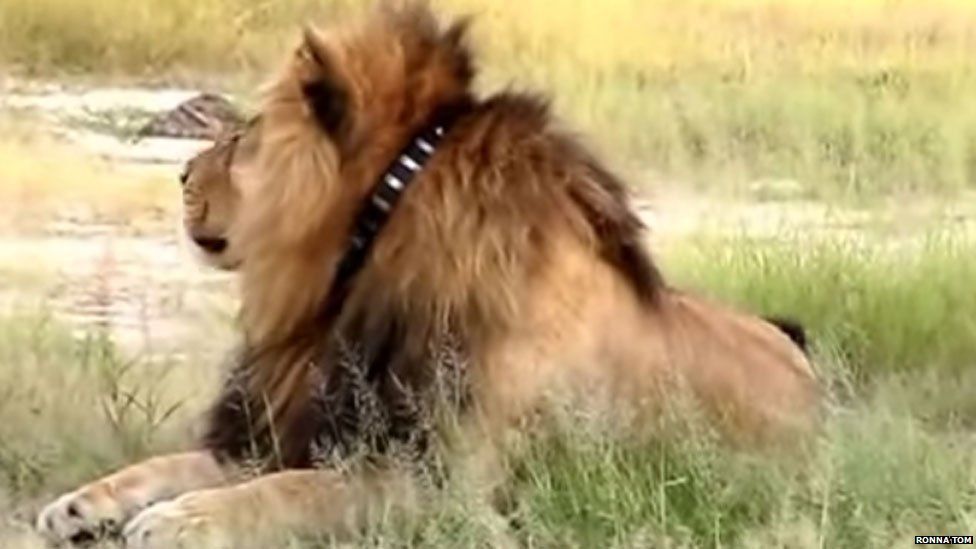 Cecil the lion wearing a collar