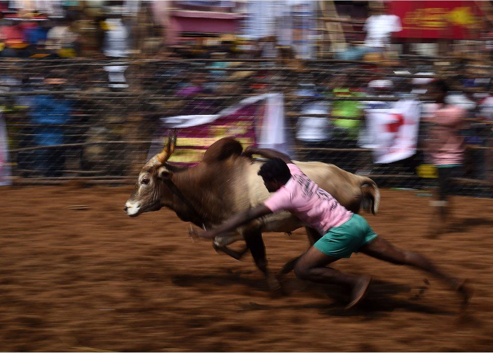 An Indian participant tries to control a bull.